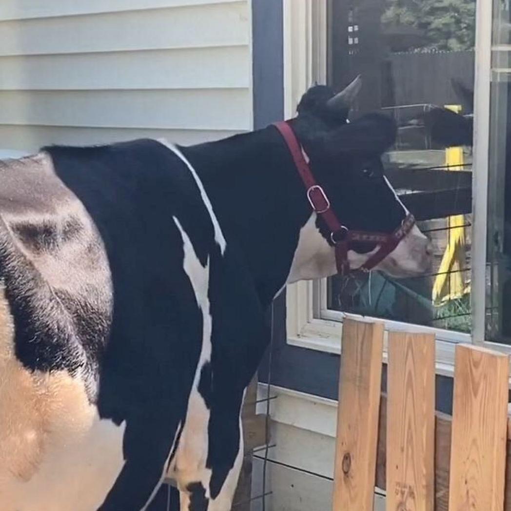 cow wants hug 8-3-20 fox news.jpg